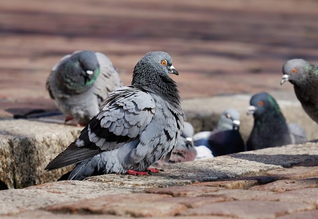 pigeons-3268990_1280.jpg