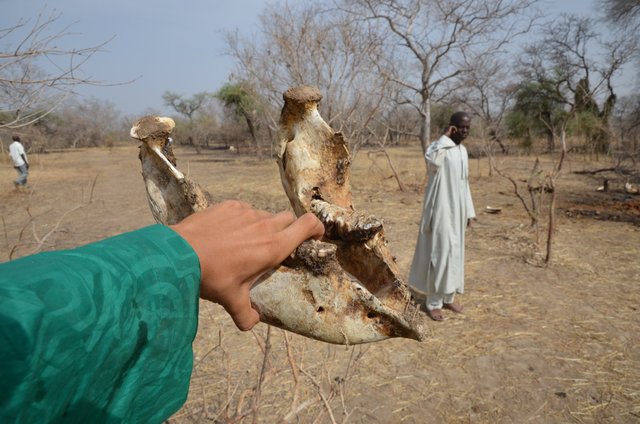 1.9 Elephant baby lower jaw, Chad - Save-elephants.org.jpg