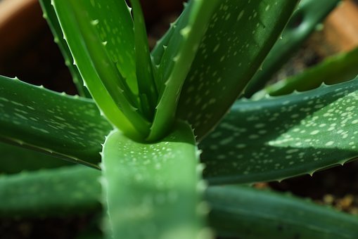 aloe-vera-plants-2731140__340.jpg