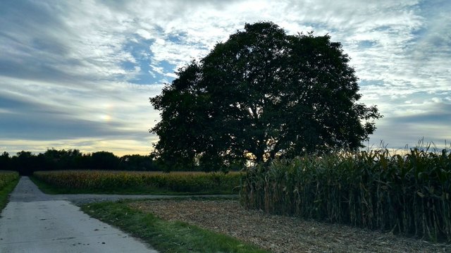 großer Baum.jpg