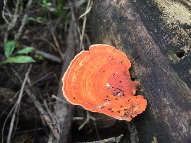 IMG-20241127-WA0104.jpg