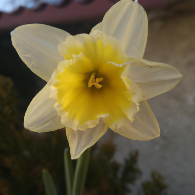 daffodil-flower-full-image.png
