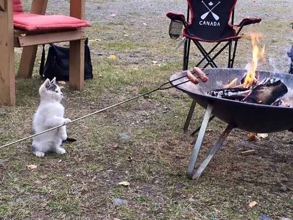 gato-barbacoa.jpg