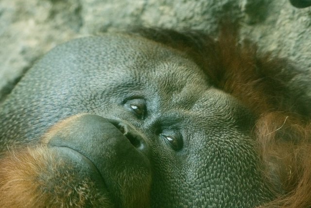 2018-06-29-HOUSTON_ZOO_Orangutans-8.jpg