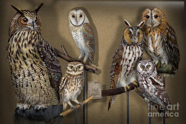 owls-show-case-collection-chouettes-hiboux-lechuzas-mochos-strigiformes-strigidae-urft-valley-art-810x540.jpg