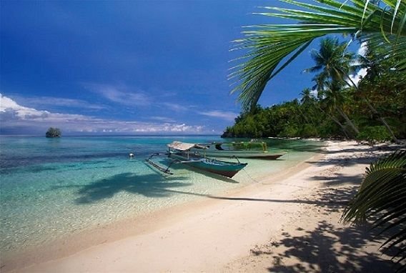 beach trees.jpg