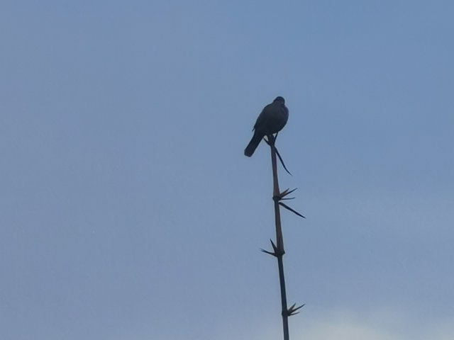 IMG_20240825_175334.jpg