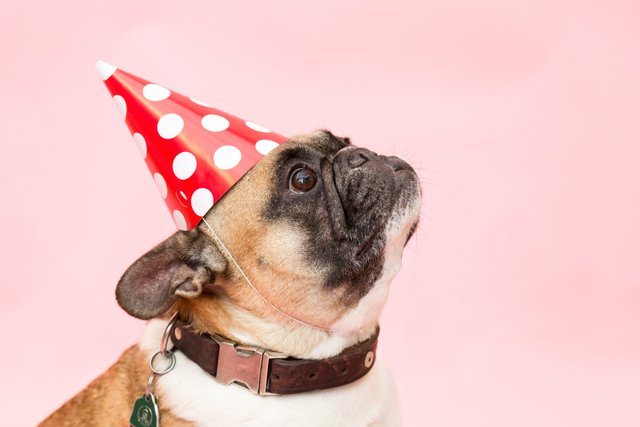 party-hat-frenchie.jpg