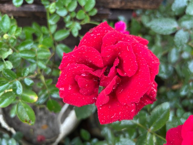 IMG_8374.jpeg