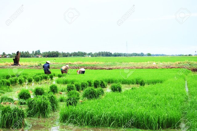 4984950-farmers-working-in-paddy-field-planting-season.jpg