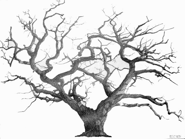 old-oak-tree-drawing-savannah-candler-live-oak-tree-pen-and-ink-sketch-trees-tree.jpg