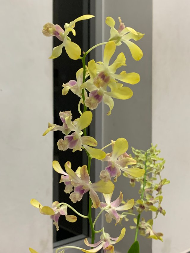 orchid3.jpg