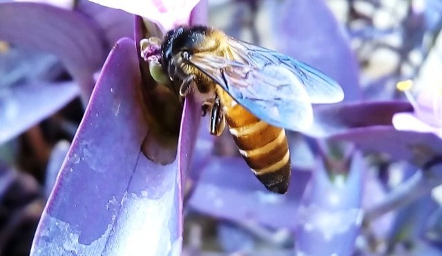 bee6.jpg