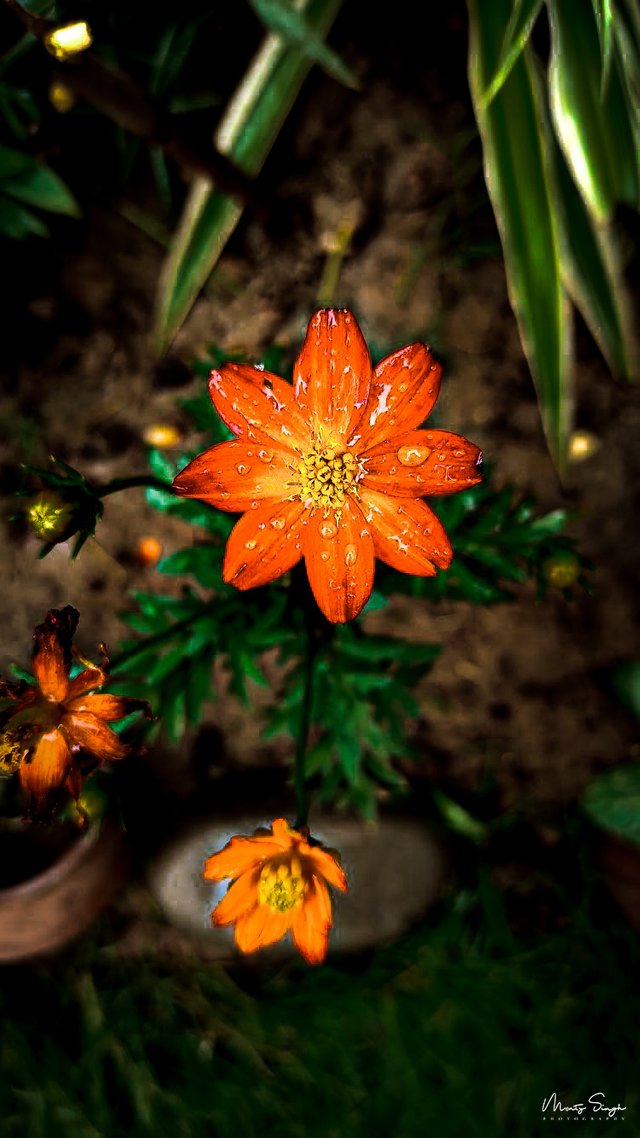 Flower in Garden.JPG