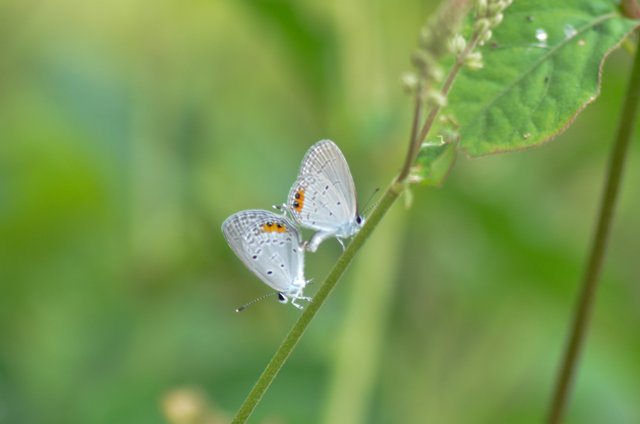 _AHW0957.jpg