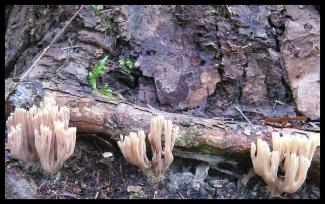 3 fungus at base of old stump that look like coral.JPG