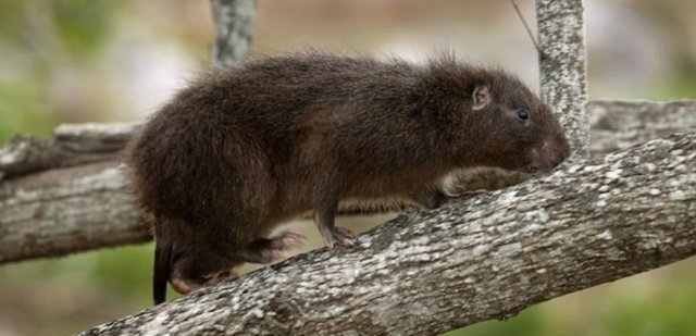 Hispaniolan Hutia_Eladio Fernandez,%C2%A0Caribbean Nature Photography..jpg