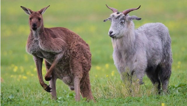 kangaroo-goat-aus-kiwi.jpg