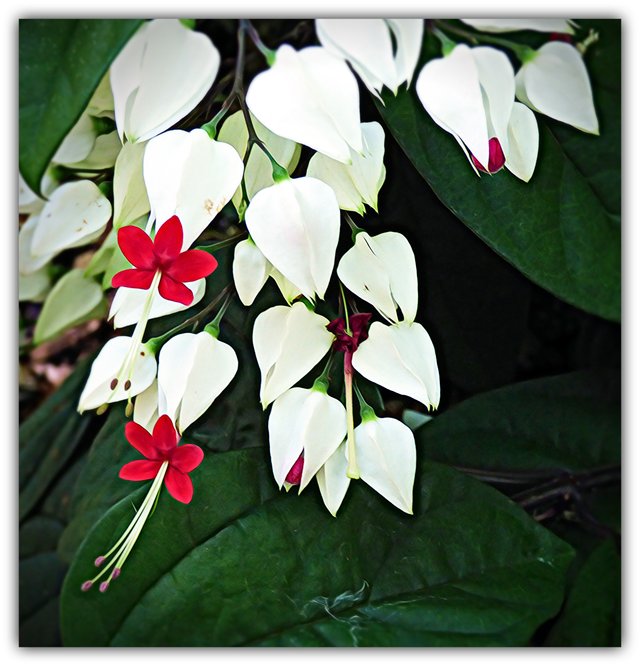 F Bleeding hearts 7.jpg