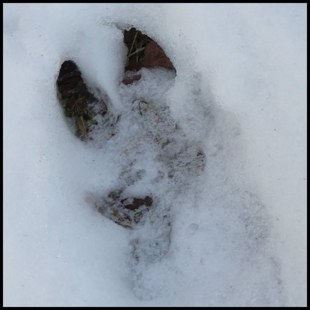 hoof print of big buck in snow.JPG