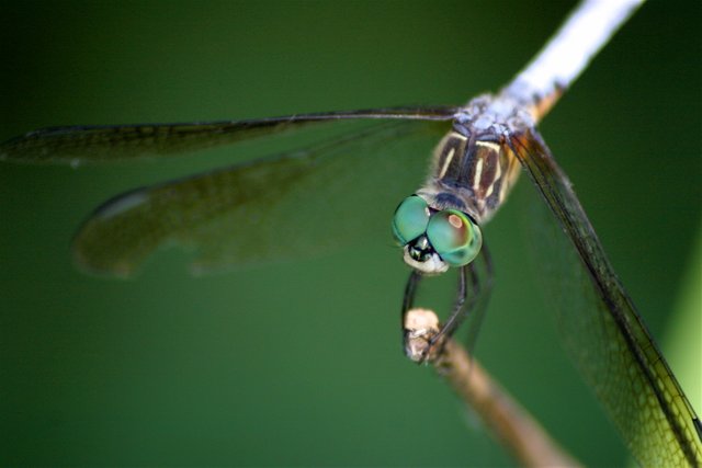 dragonfly straight 2.jpg