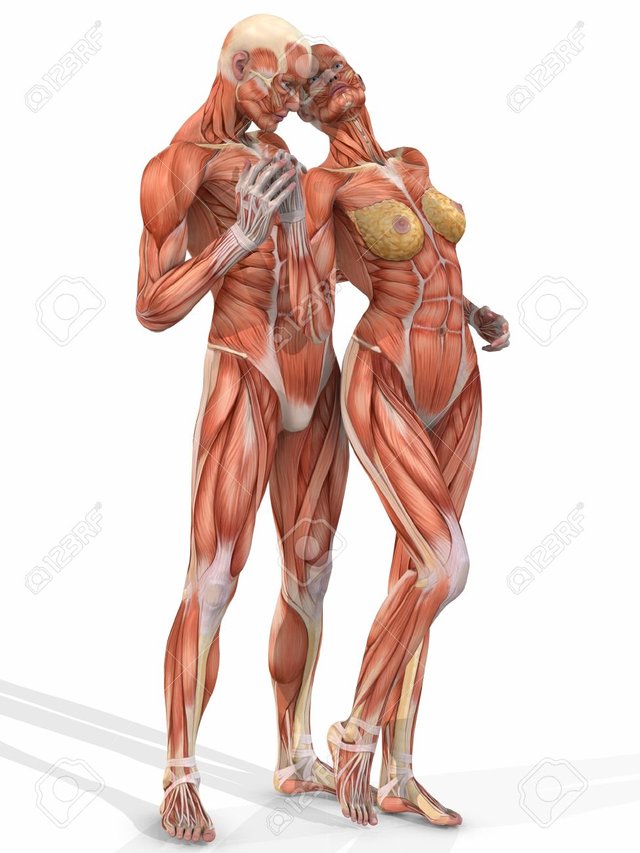 4052849-female-and-male-anatomic-body-couple.jpg