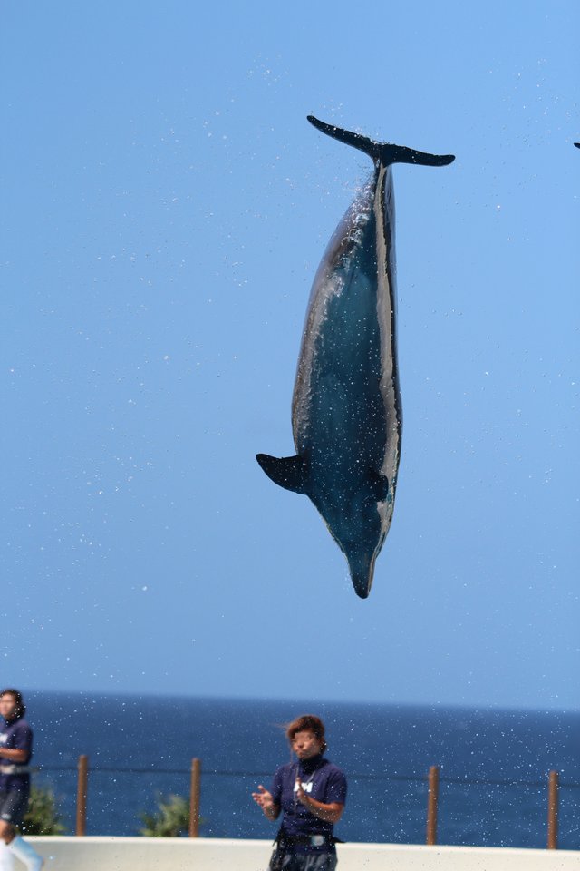 flying-dolphine2.JPG