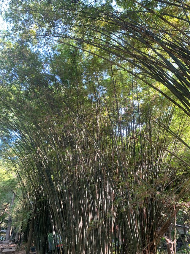 Bamboo Tunnel7.jpg