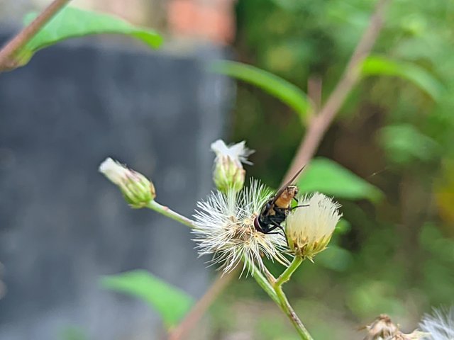 RIYAN_20241001_171628_🦋Macro Bee pro.PORTRAIT.jpg