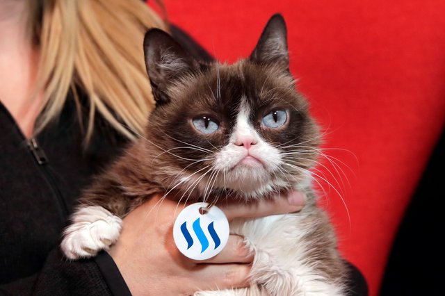 180125-grumpy-cat-ew-300p_07034f7f044ba195b0fa288411af8621.jpg