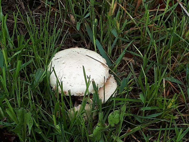 mushroom 9.jpg