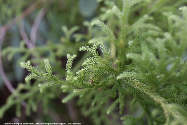 CloseUpSpringConiferShot-041817.jpg