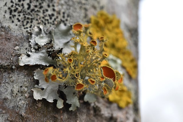 orange lichen tree 3.jpg