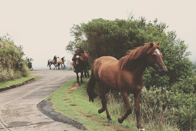 gentle-horses.jpg