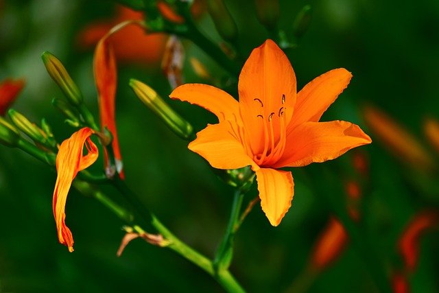 lily-3515094_640.jpg