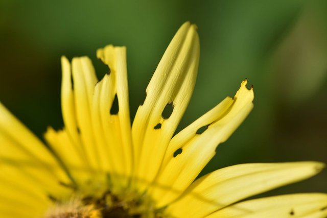 bugs yellow daisy 2.jpg
