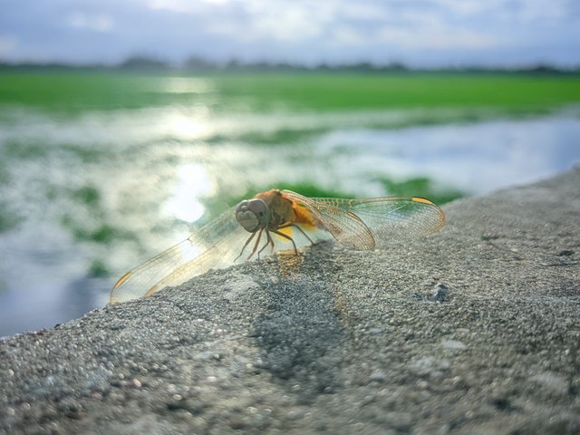 20250725_174955.jpg