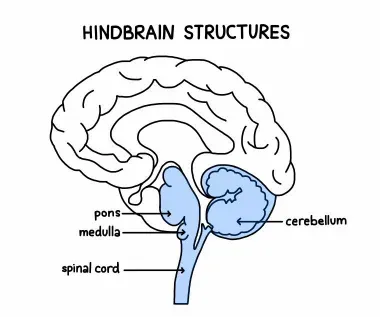 hindbrain.webp