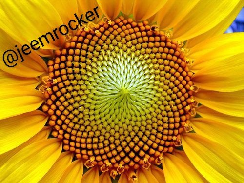 la-espiral-de-fibonacci~2.jpg