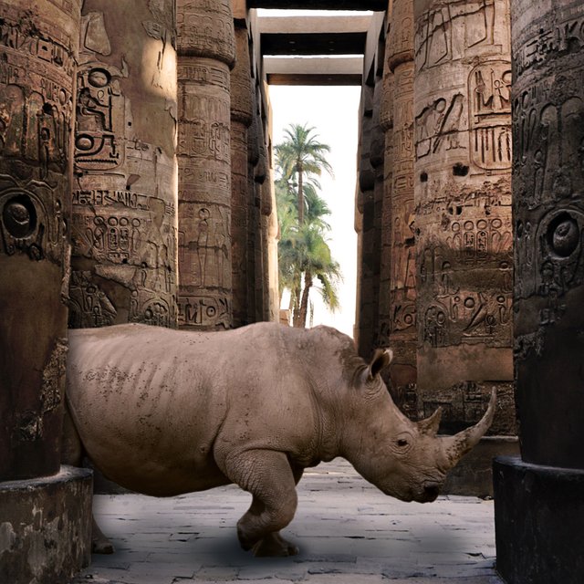 Rhino-Egypt.jpg