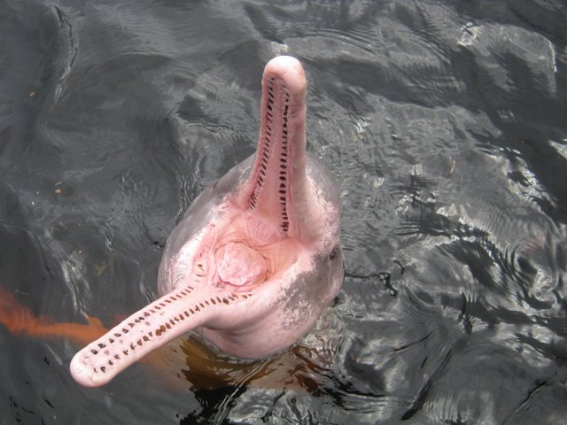 Amazon_river_dolphin_with_mouth_open.jpg