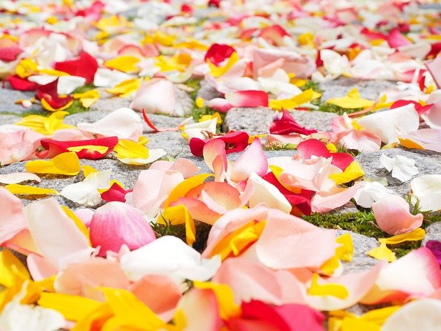 rose-petals-693570_640.jpg