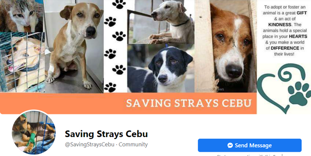 saving stray.PNG