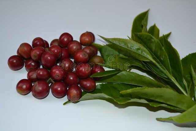 freshly-picked-coffee-fruit-freshly-picked-tea-leafs-ooty-tamilnadu-india-coffee-plant-genus-coffea-family-rubiaceen-169856934.jpg