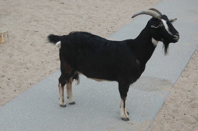 goat 1.jpg