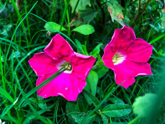 IMG_1732-01.jpeg