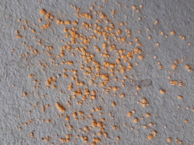 orange fungi.jpg