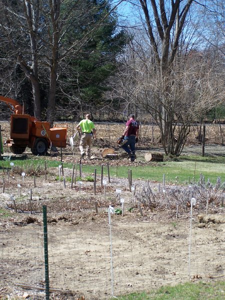 Big spruce comes down8 crop April 2019.jpg