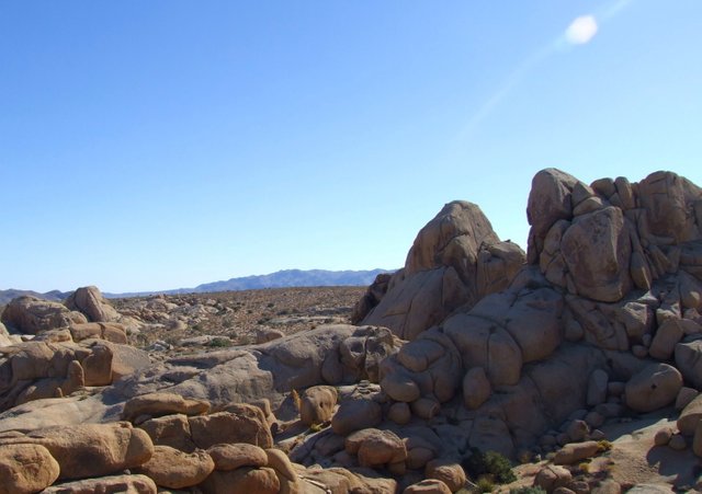 0189-JoshuaTree.jpg