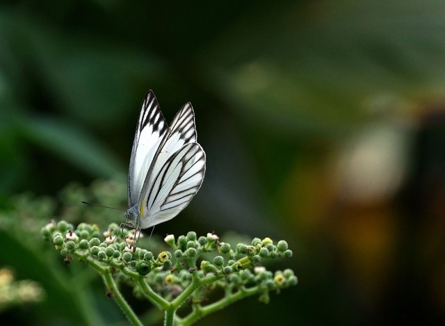 western-striped-albatros-6473509_1280.jpg